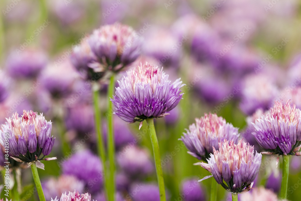 Fototapeta premium garlic flower 