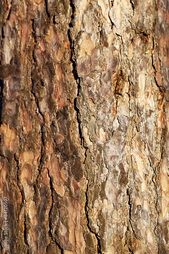 Obraz premium Russian village