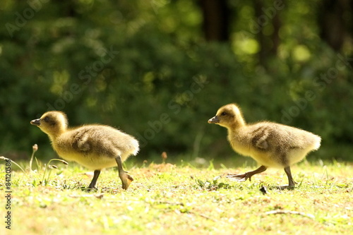 goslings walking