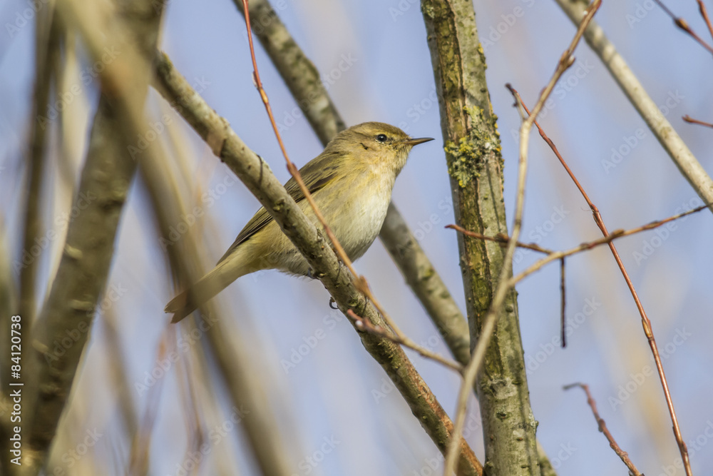 Zilpzalp (Phylloscopus collybita)