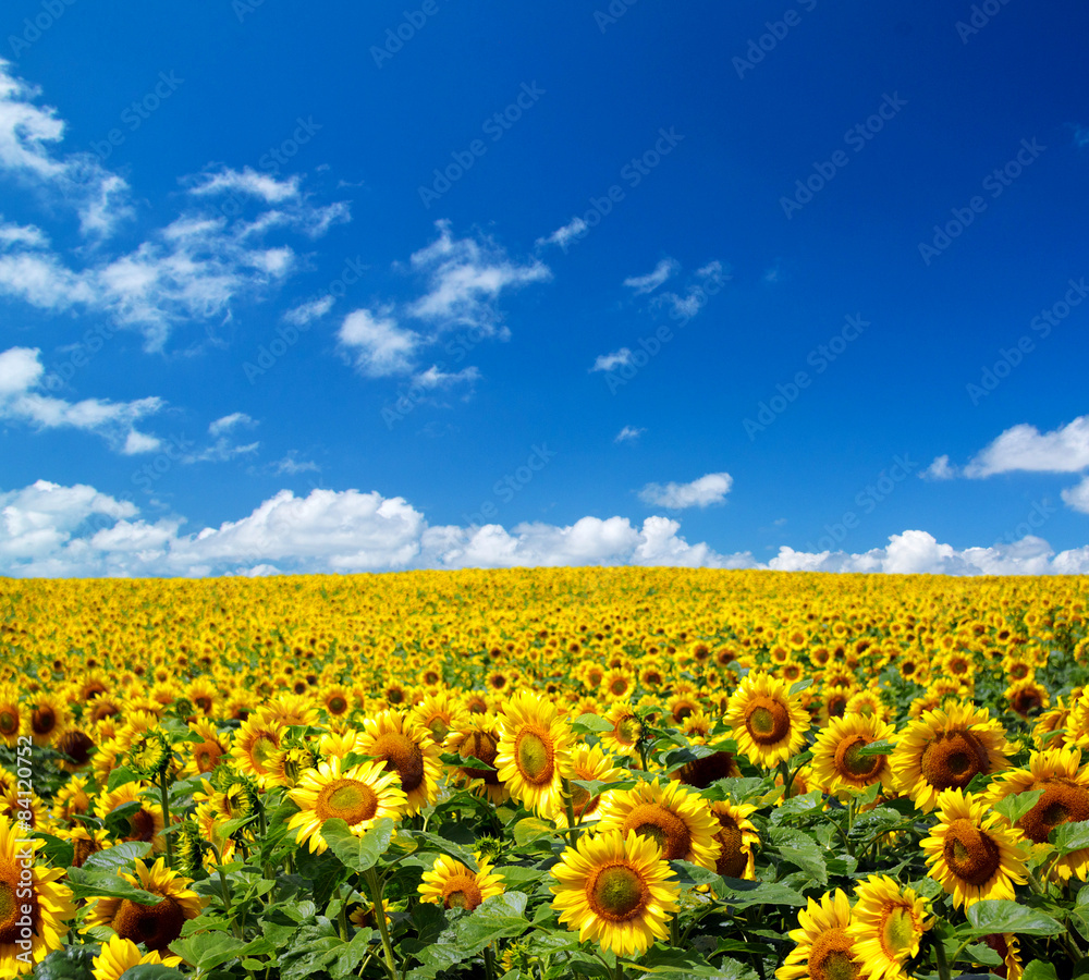 sunflower field sunflower field