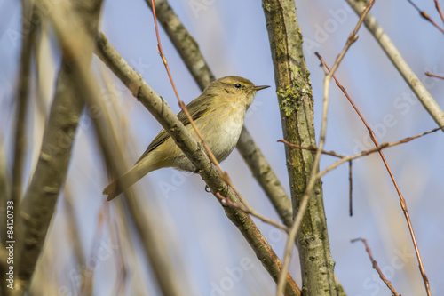 Obraz na płótnie Zilpzalp (Phylloscopus collybita) w salonie