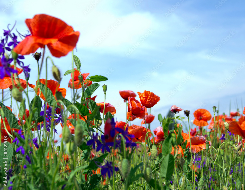 Obraz premium red poppy