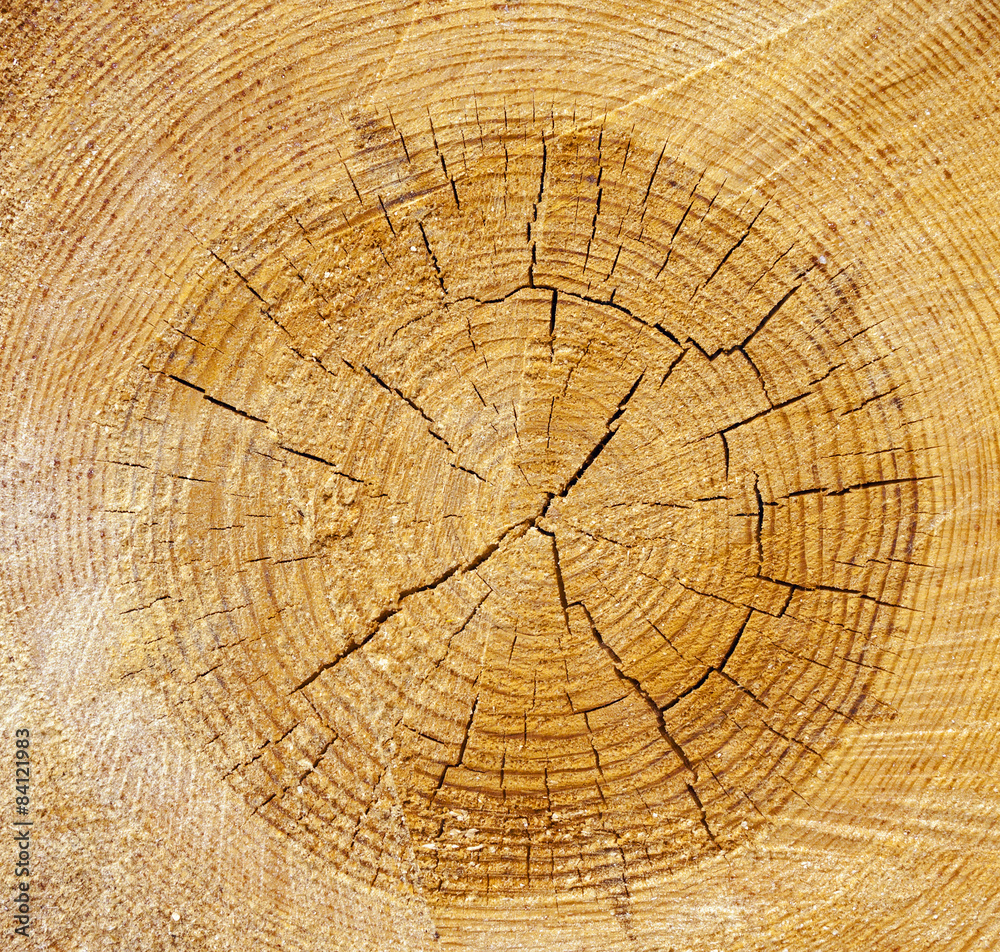 Fototapeta premium the cut tree 