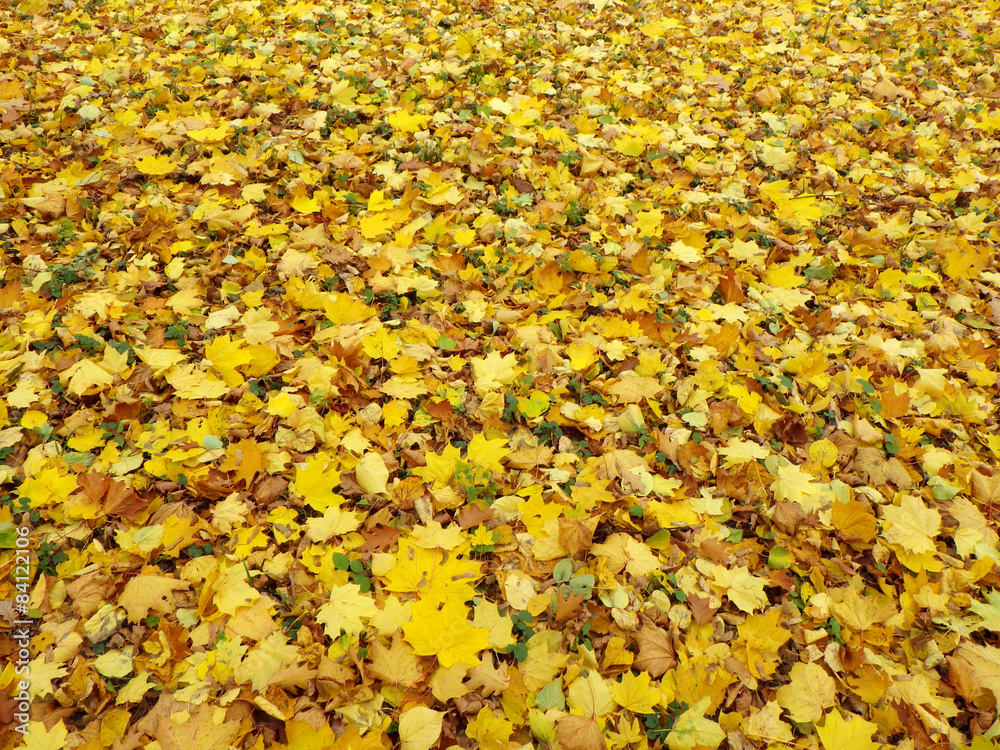 Obraz premium autumn maple