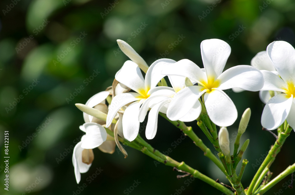 Fototapeta premium plumeria flowers