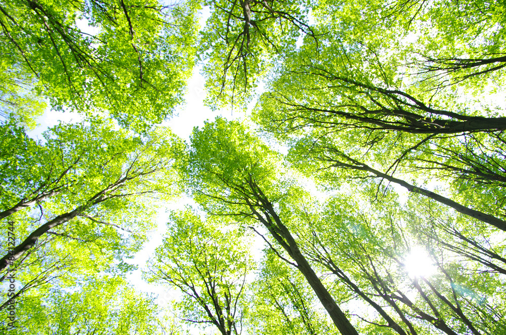 Naklejka premium forest