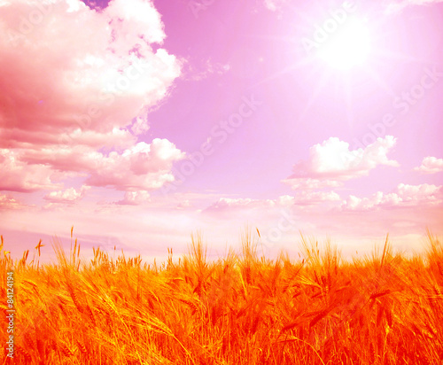wheats field