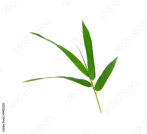 Green bamboo leaves on a white background © siwaporn999