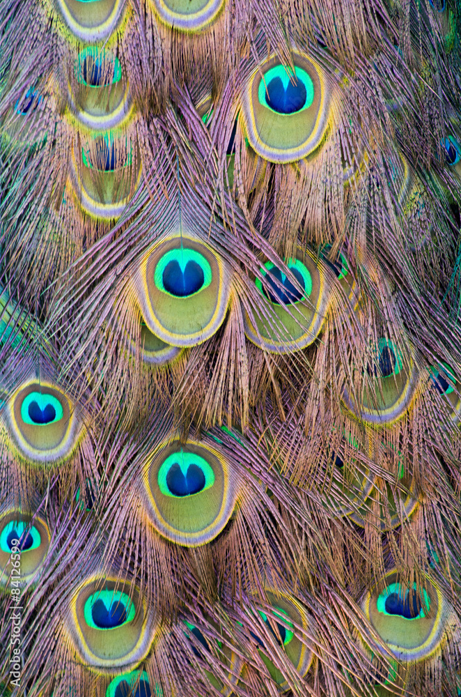 Fototapeta premium peacock feather