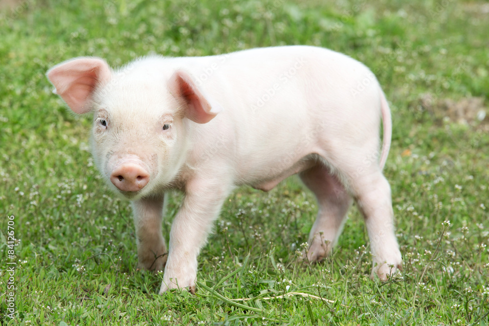 Young pig Young pig