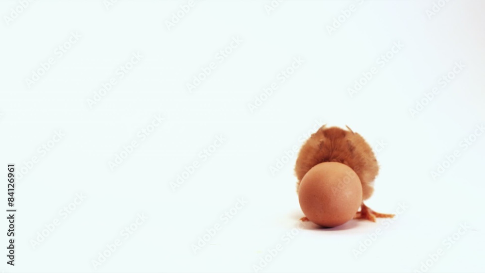Baby chick with shell on head
