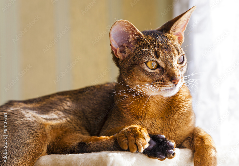 Abyssinian cat  