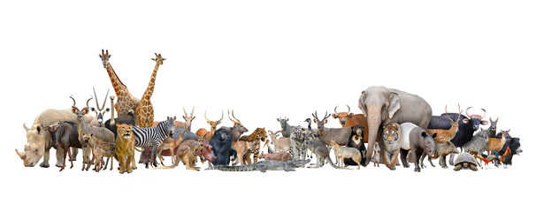 animal of the world