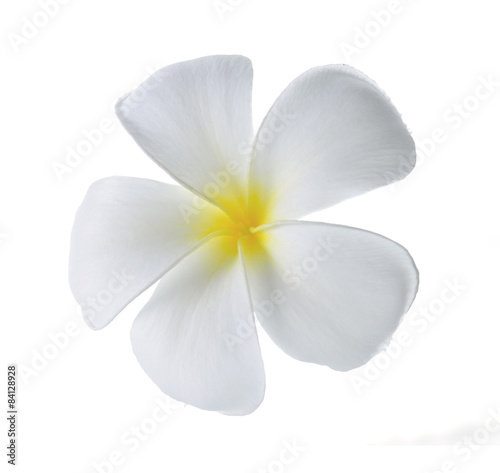 Plumeria flowers isolated on white background © siwaporn999