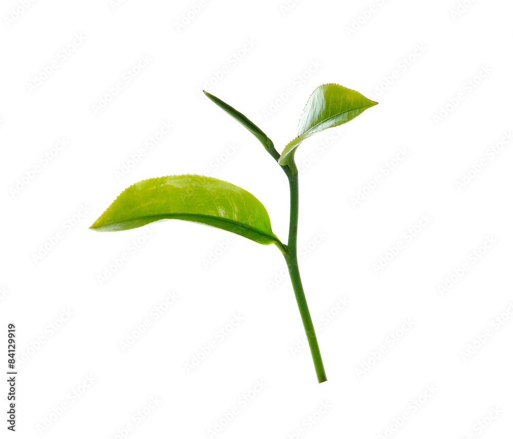 Green tea leaf isolated on white background Green tea leaf isolated on white background