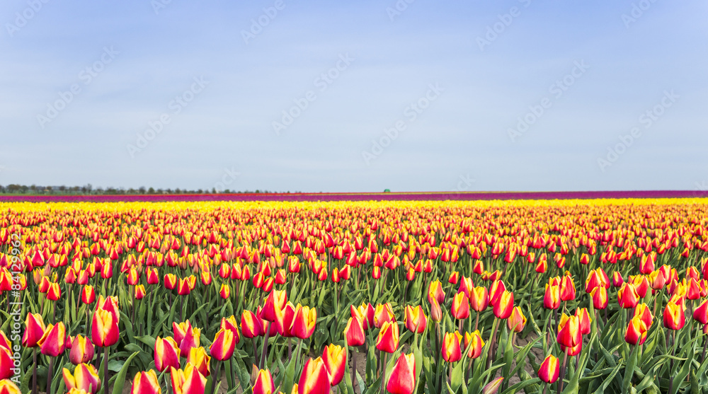 Tulpen