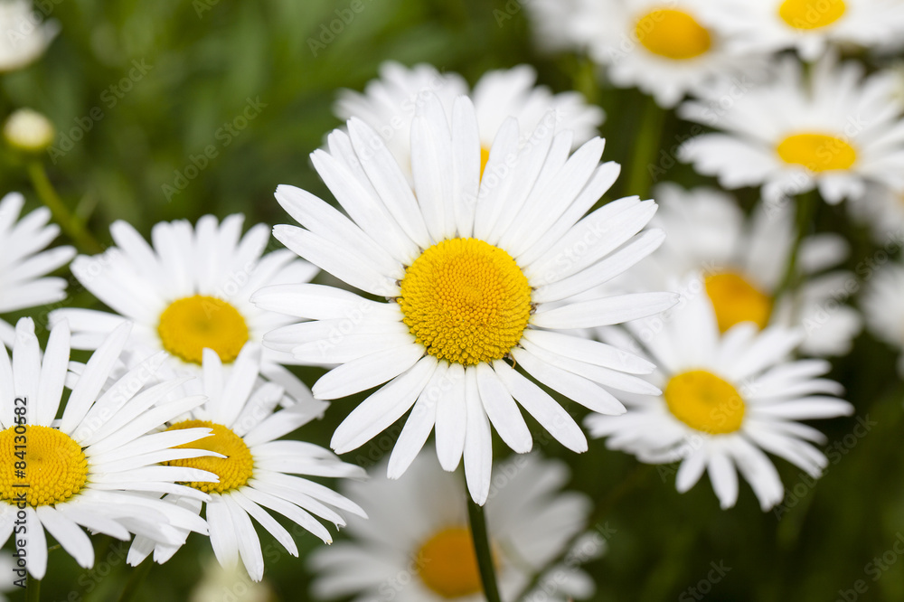 white camomile white camomile