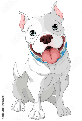 Pit-Bull