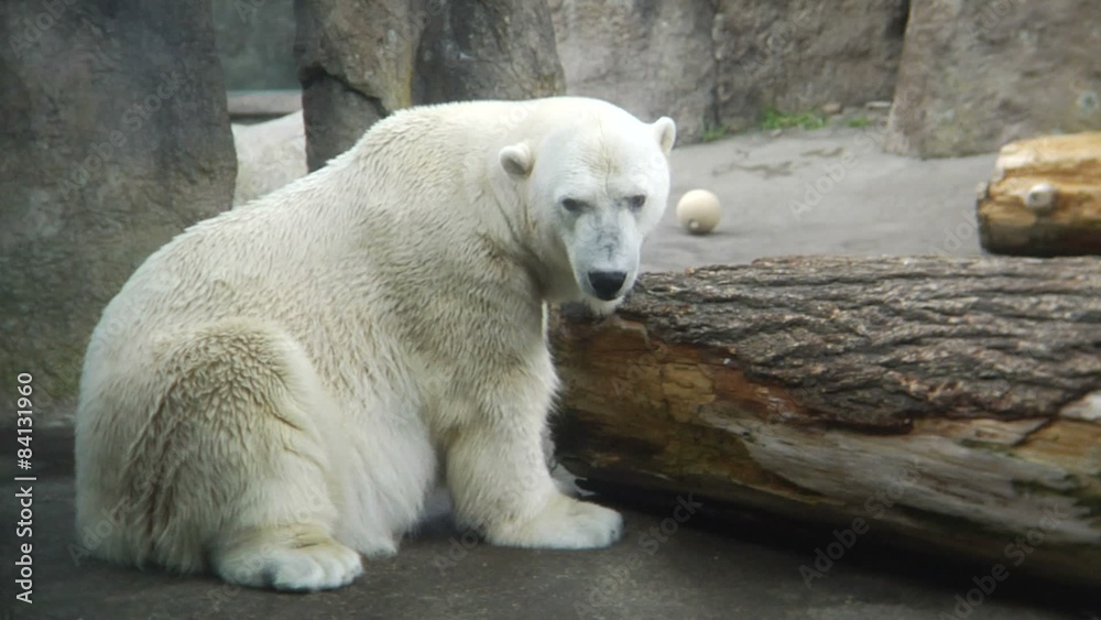 Polar bear sits next to a log in his zoo habitat