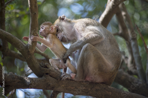 Macaque's Mother