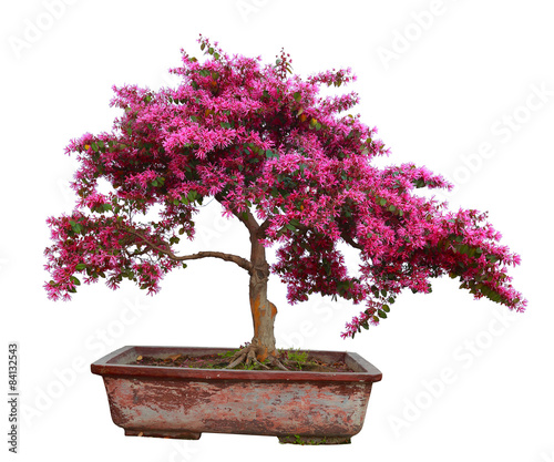 Fototapeta Naklejka Na Ścianę i Meble -  Red camwood bonsai