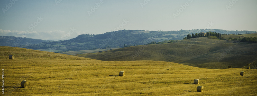 Obraz premium toskania, panorama, winnica, val d’orcia, włochy, sierpień, cyprysy, Tuscany, vineyard, Val d'Orcia, Italy, August, cypresses
