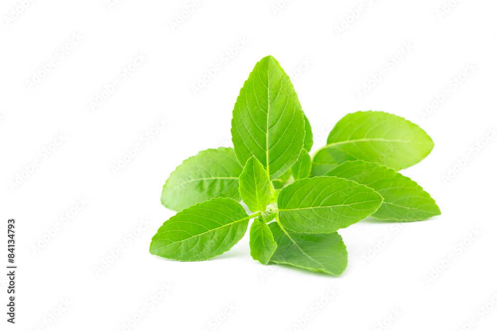 basil leaves basil leaves