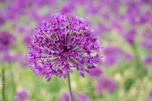 Purple Sensation