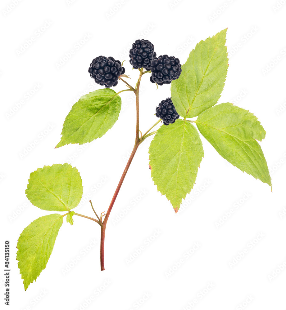 for blackberries with green leaves isolated on white for blackberries with green leaves isolated on white