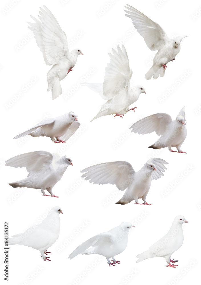Obraz premium isolated ten white pigeons