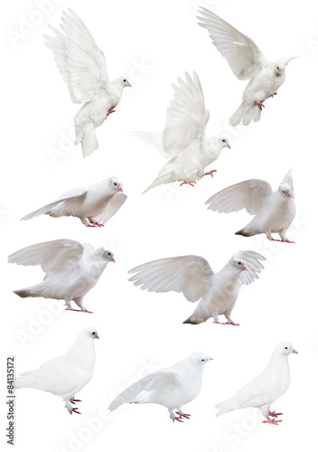 isolated ten white pigeons