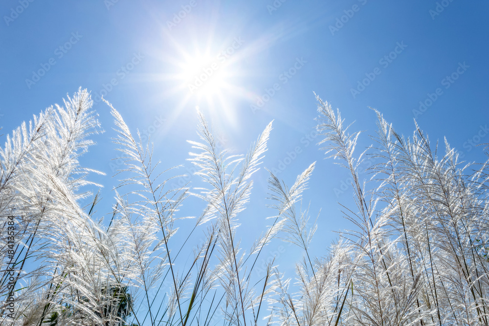 Fototapeta premium white reeds and blue sky