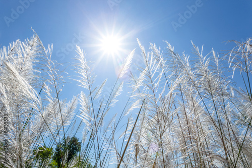 white reeds and blue sky