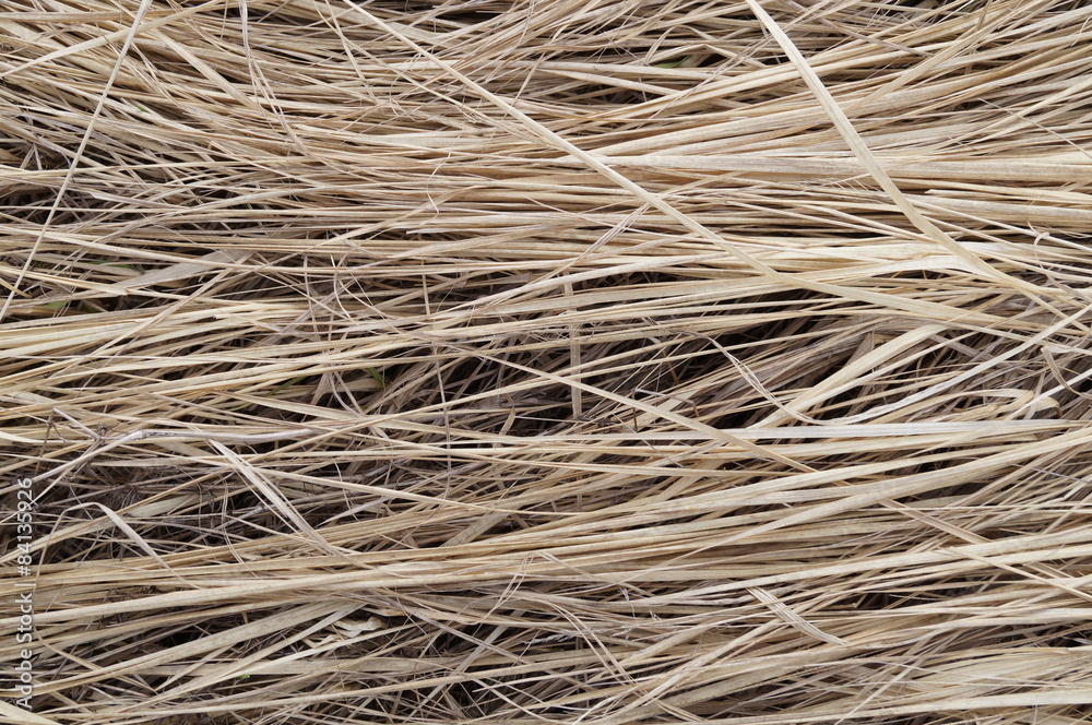 Background the dried-up grass Background the dried-up grass