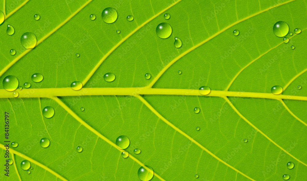 water drop on leaf texture water drop on leaf texture