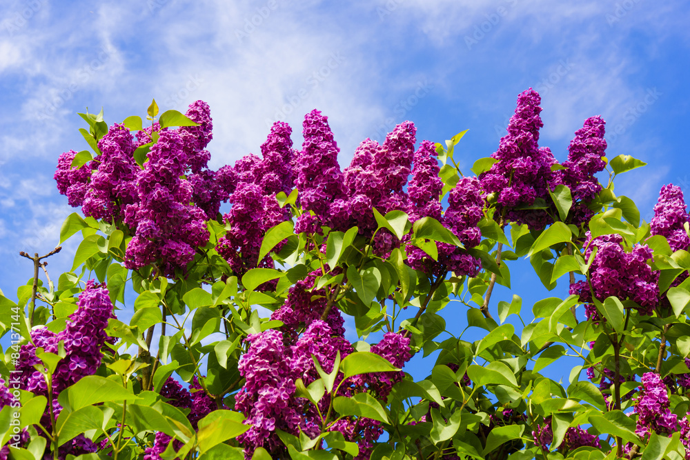 beautiful lilac flowers. beauty bloom lilacs in the spring gard beautiful lilac flowers. beauty bloom lilacs in the spring gard