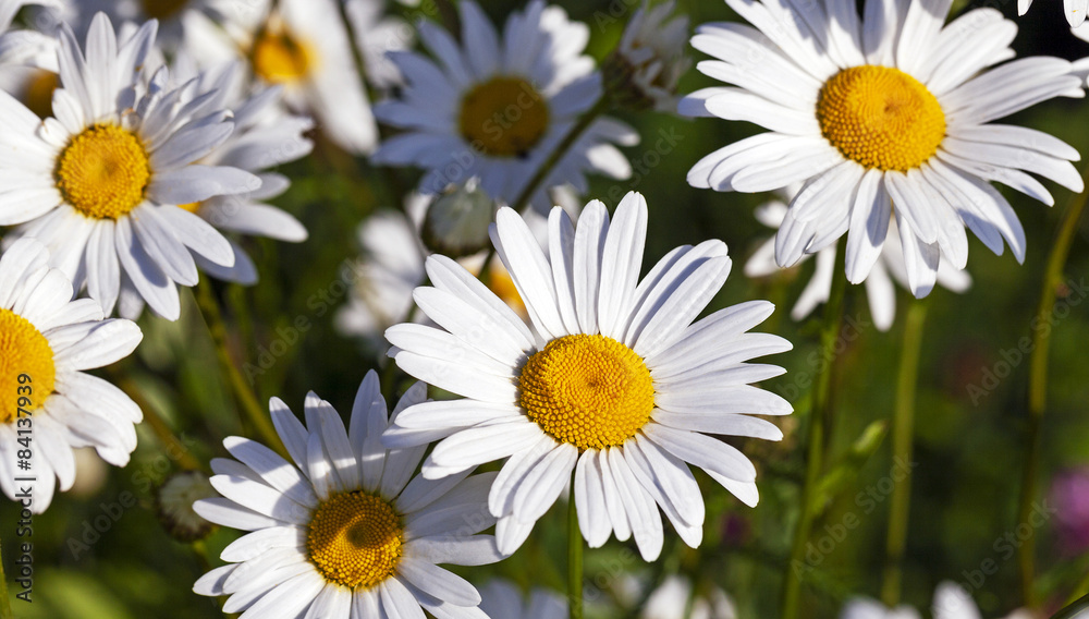 camomile flowers  