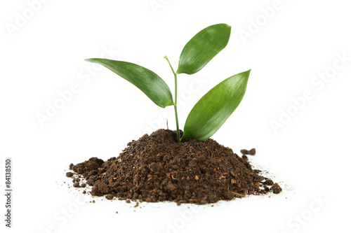 Young green plant in soil isolated on white