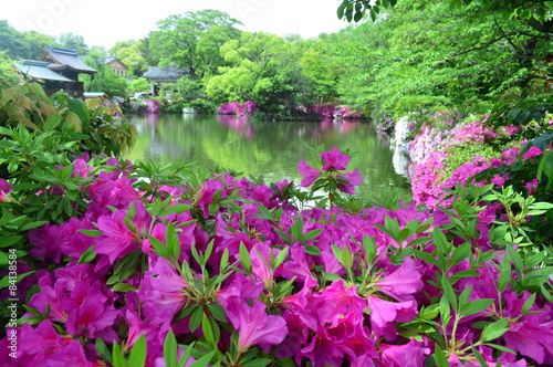 ツツジの京都神泉苑