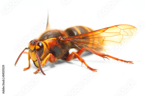 The European Hornet (Vespa Crabro) on white backround.