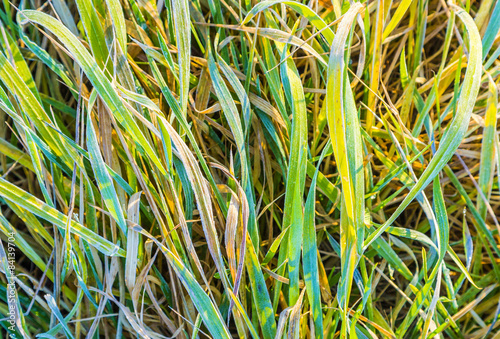 Closeup of green frozen grass in the late fall