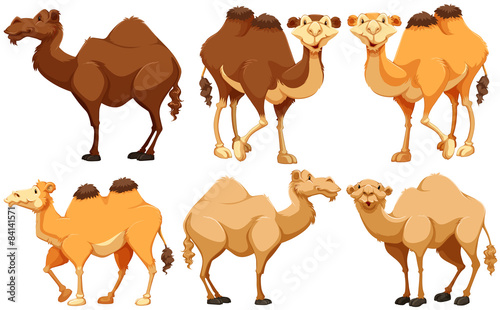 Camels