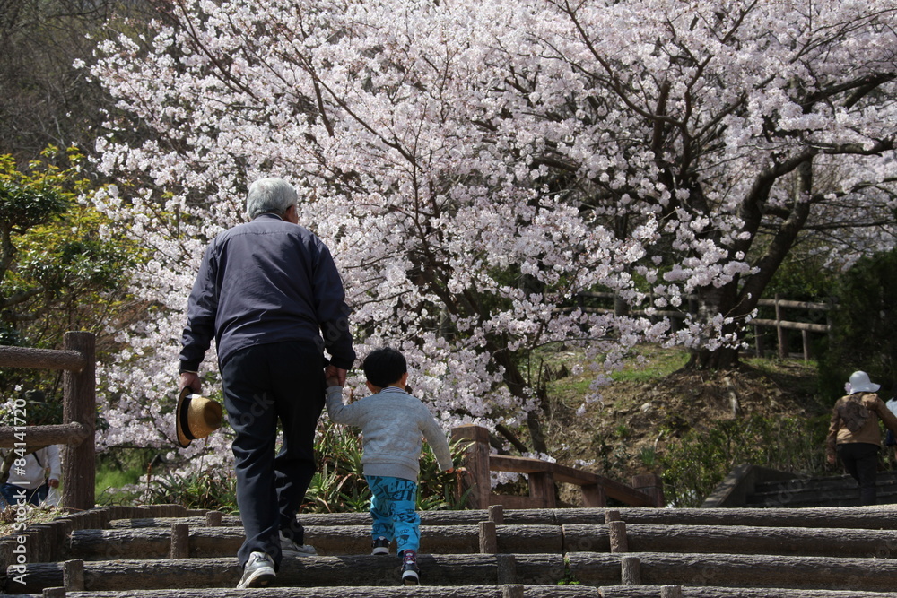 Obraz premium おじいちゃんとお花見