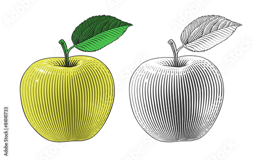 Apple in engraving style