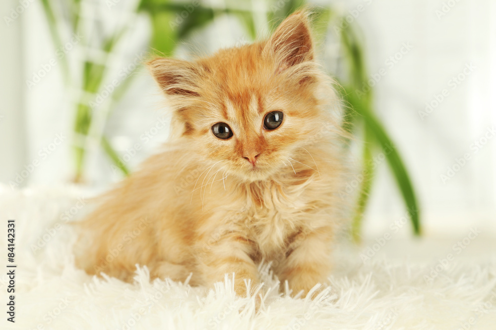 Obraz premium Redhead kitten on white plaid