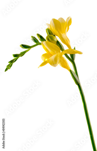 Yellow freesia flower, isolated, close up, white background
