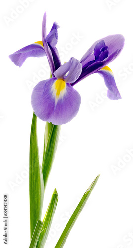 Fototapeta Naklejka Na Ścianę i Meble -  Mauve, blue iris flower, close up, isolated, white background