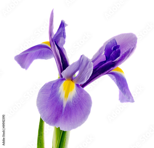 Mauve, blue iris flower, close up, isolated, white background