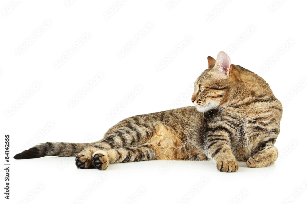 Fototapeta premium Beautiful cat isolated on white